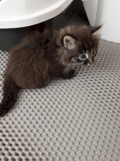 Baby Kitten - Gratisinserat.ch