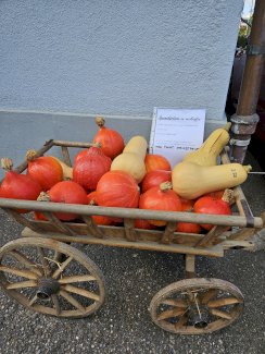 Kürbisse Gossau SG - Gratisinserat.ch