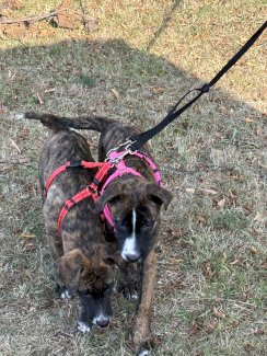 Einzigartige Welpen Shepherd Dog - Gratisinserat.ch