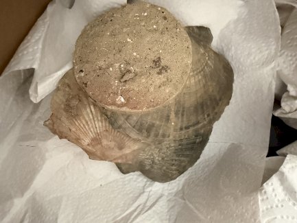 Versteinerungen: Sammlung abzugeben - Gratisinserat.ch