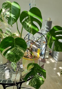 Monster Variegata