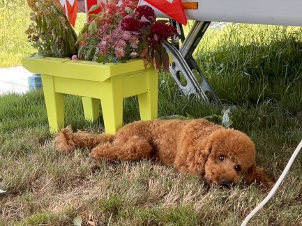 Deckrüde für Hausbesuche Pudel Zwergpudel - Gratisinserat.ch