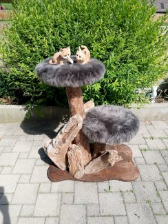 Katzenbaum aus schwemmholz neu