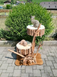 Katzen/Outdoorbaum neu