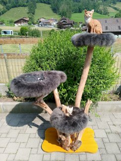 Katzenbaum natur - Gratisinserat.ch