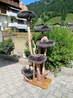 Karzenbaum gross ronust natur neu - Gratisinserat.ch