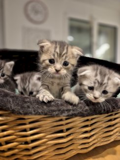 Scottish fold Baybis  - Gratisinserat.ch