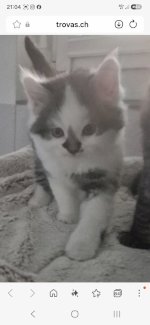 Heilige Birma mix - Gratisinserat.ch