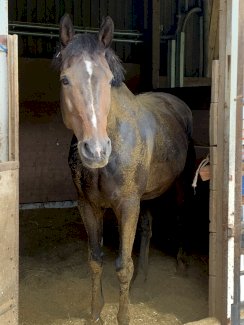 2 grosse Auslaufboxen zu vermieten
