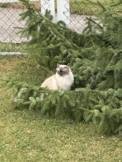 Katzen und Hunde Ernährungsberatung un Katzensitting - Gratisinserat.ch