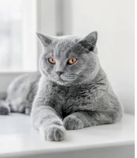 Britisch Kurzhaar dringend neues Zuhause - Gratisinserat.ch