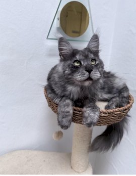 Hübscher Maine Coon Dekkater 