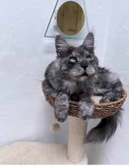 Hübscher Maine Coon Dekkater 