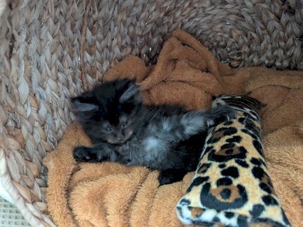 Maine Coon Kitten - Gratisinserat.ch