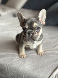 Französische Bulldogge Welpen  - Gratisinserat.ch
