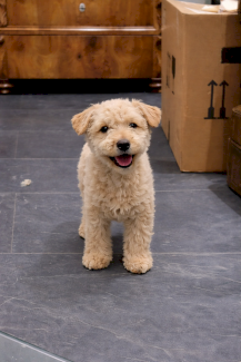 Zwergpudel 6 Monate alt - Gratisinserat.ch