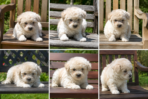 Maltipoo Welpen 