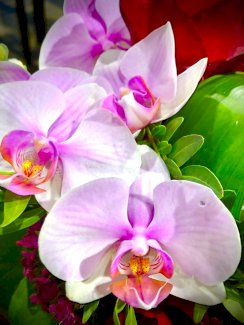 MASSAGE ZAUBER IN HORGEN  - Gratisinserat.ch