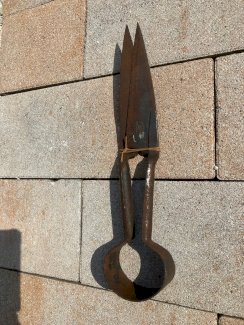 Schafschur-  Schere