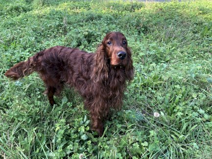 Coaching und Hilfe für Hunde und ihre Besitzer