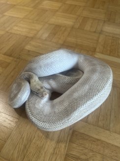 Python regius Ultimate Passion - Gratisinserat.ch