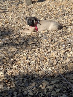 Mops süsse sucht ein gutes zuhause