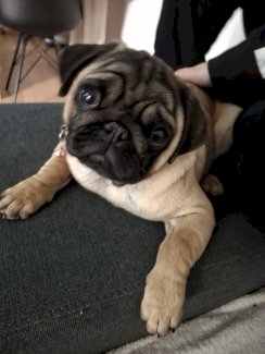 Mops süsse sucht ein gutes zuhause - Gratisinserat.ch