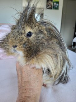 Hübsche Meerschweinchen Zuchtböckli zur Ausleihe für Nachwuchs