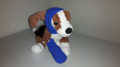 Erste Hilfe Kurs für Hundehalter
