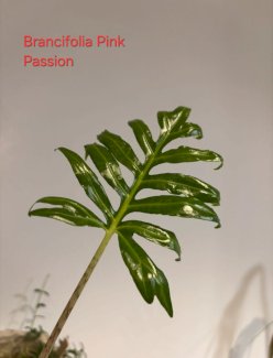 Alocasia Rhizome 🌱 - Gratisinserat.ch