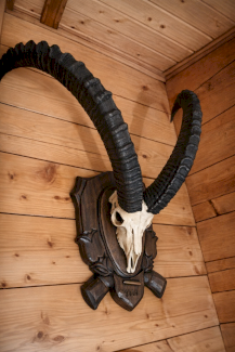 Steinbock Trophäe 2001 - Gratisinserat.ch