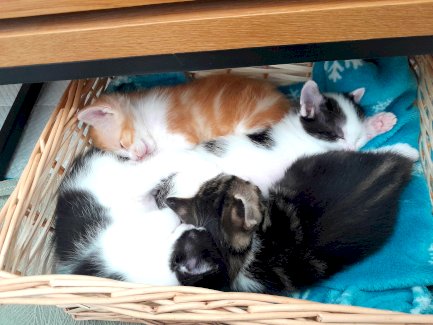 Katzenbabys - Gratisinserat.ch