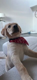 Labrador-Golden-Retriever Rüde - Gratisinserat.ch