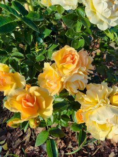  24/1-Betreuung & Haushaltshilfe aus Polen