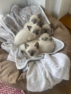 Reinrassige Siam Kitten - Gratisinserat.ch