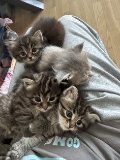 Maicoone Kitten - Gratisinserat.ch