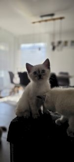 1 BKH Kitten in Blue Point/Silver Shaded - Gratisinserat.ch