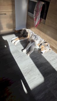 Junger bordercolie mit australier chepert