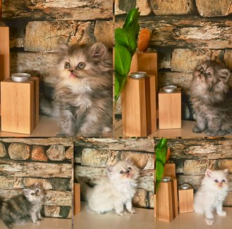 Reinrassige Perserkitten mit Stammbaum  - Gratisinserat.ch