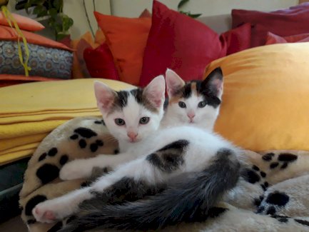 Junge Kätzchen suchen ein neues zu Hause - Gratisinserat.ch