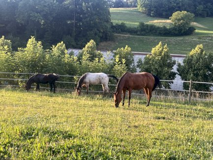 Super brave Quarterhorse Stute - Gratisinserat.ch