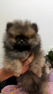 Pomeranian Welpen an Tierliebhaber zu verkaufen - Gratisinserat.ch