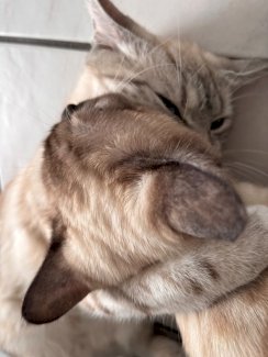 • Zwei kastrierte Hauskatzen (1 Jahr alt) - nur gemeinsam abzugeben ‚“