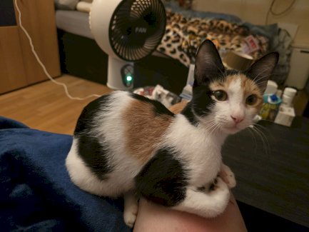 Katze abzugeben - Gratisinserat.ch