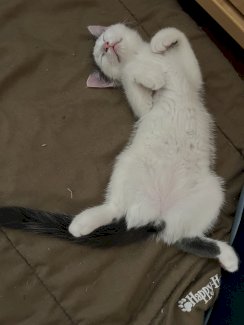 Herzige Main Coon Mischlingskitten - Gratisinserat.ch