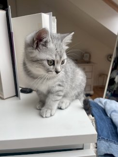 Verkaufen 2 Babykätzchen - Gratisinserat.ch