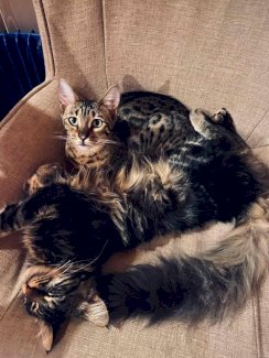 Bengal und Maine Coon