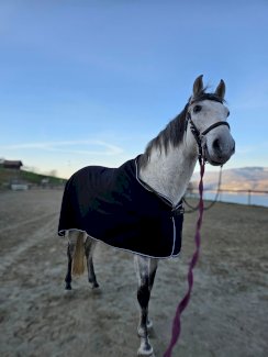 Spanier, englisch geritten ,langfristigen Verfügung - Gratisinserat.ch