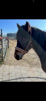 Equizaum von Equimero - Gratisinserat.ch