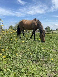 Offenstallplatz ab sofort zu vermieten - Gratisinserat.ch